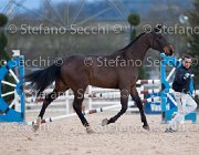 Clintige Tosc Tour2013- S5 1675 : Arezzo, Cavalli d'Italia, Clintige, Toscana Tour 2013, foto di Stefano Secchi ©